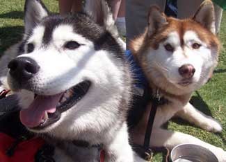 The Greenest Grocery Bag Ever: A Dog Pack Image
